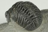 2.1" Detailed Morocops Trilobite Fossil - Morocco - #202994-2